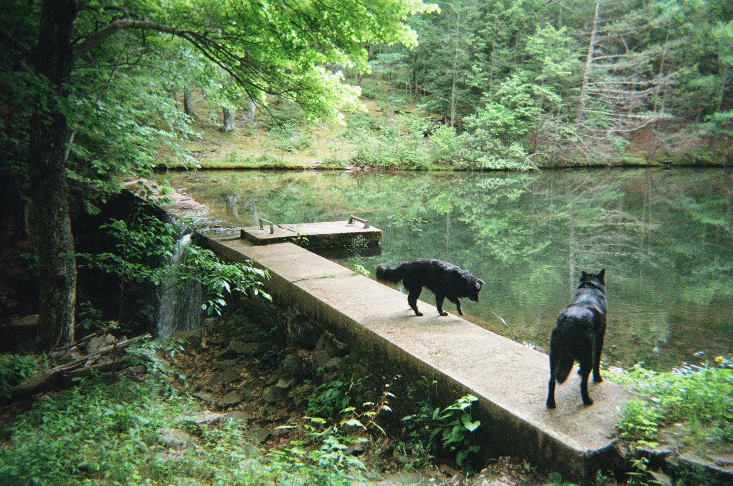 Black Bears