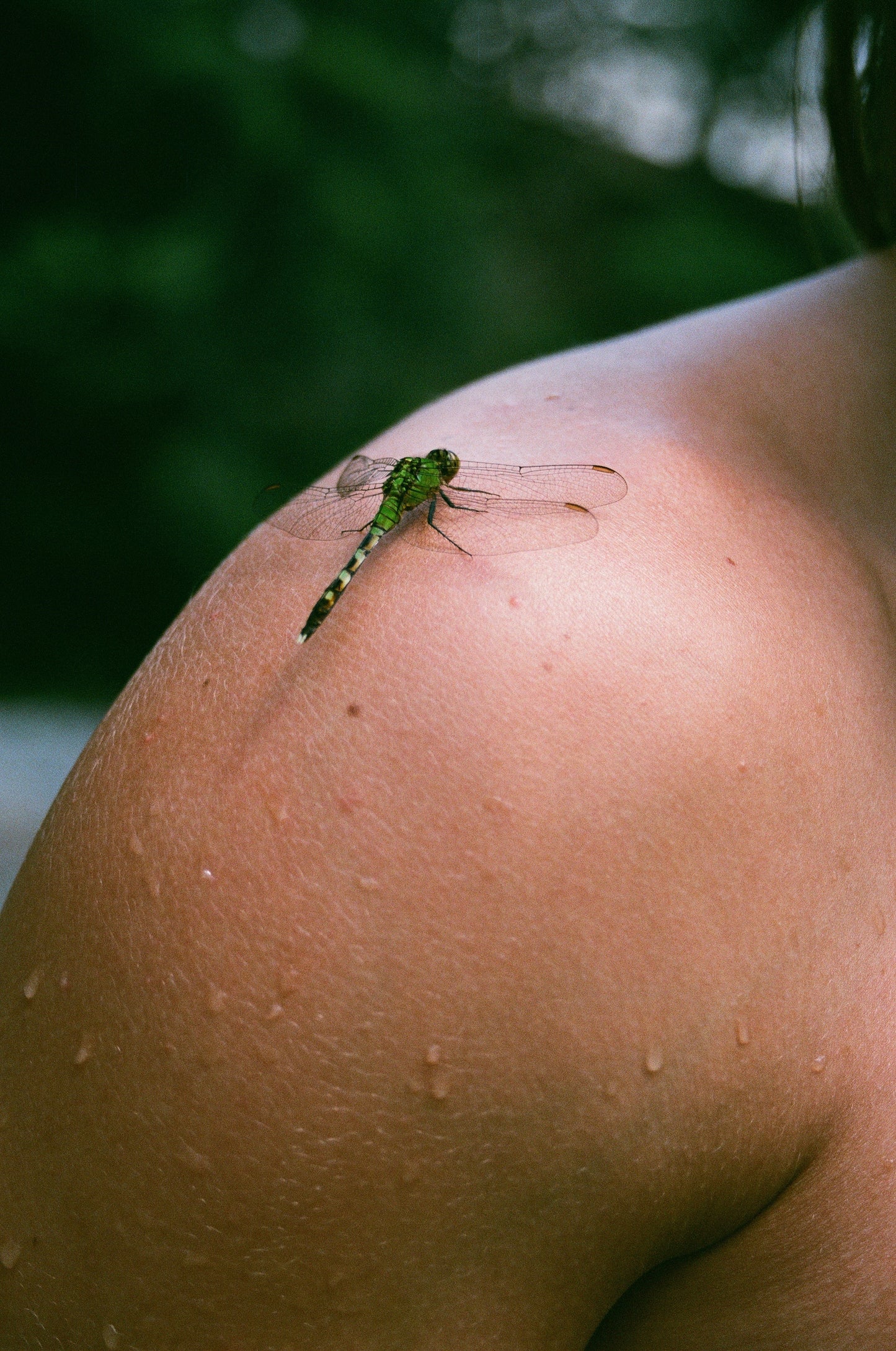 Dragonfly