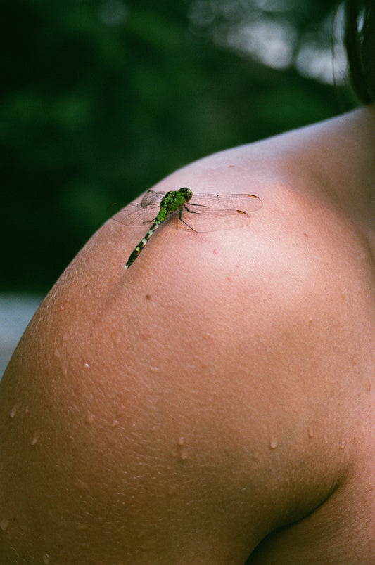 Dragonfly